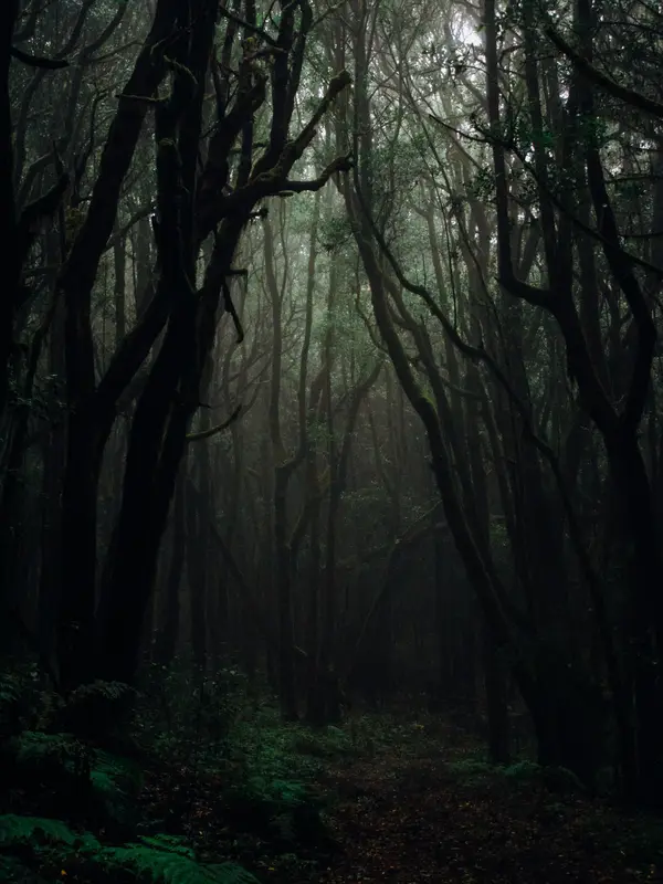 лес, дремучий лес, деревья, темные